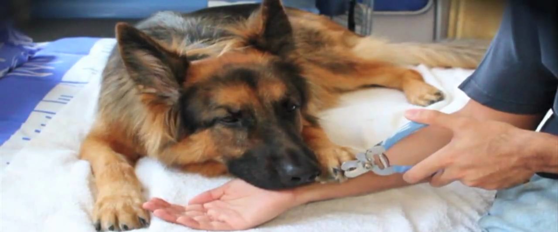 Will a dog's nail stop bleeding on its own?