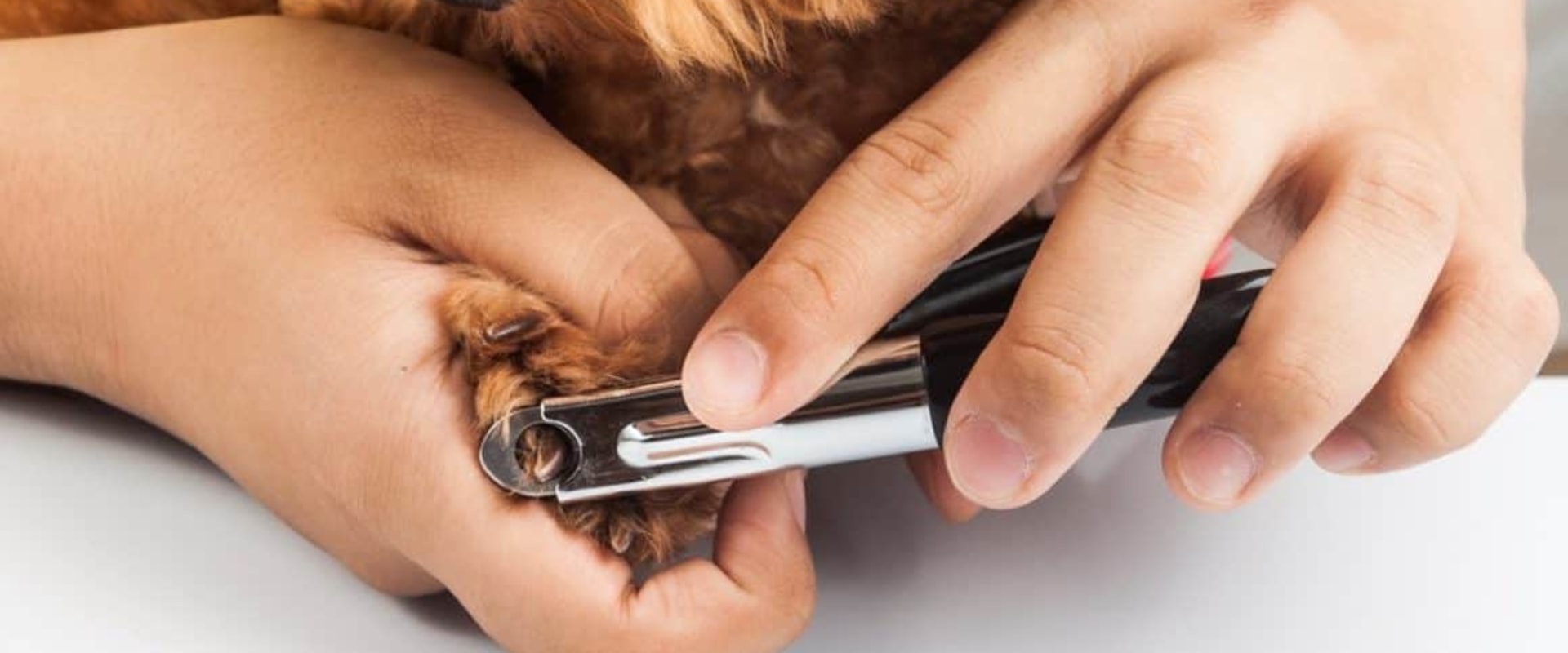 Should i use a scissorstyle or guillotinestyle nail trimmer for my dog?