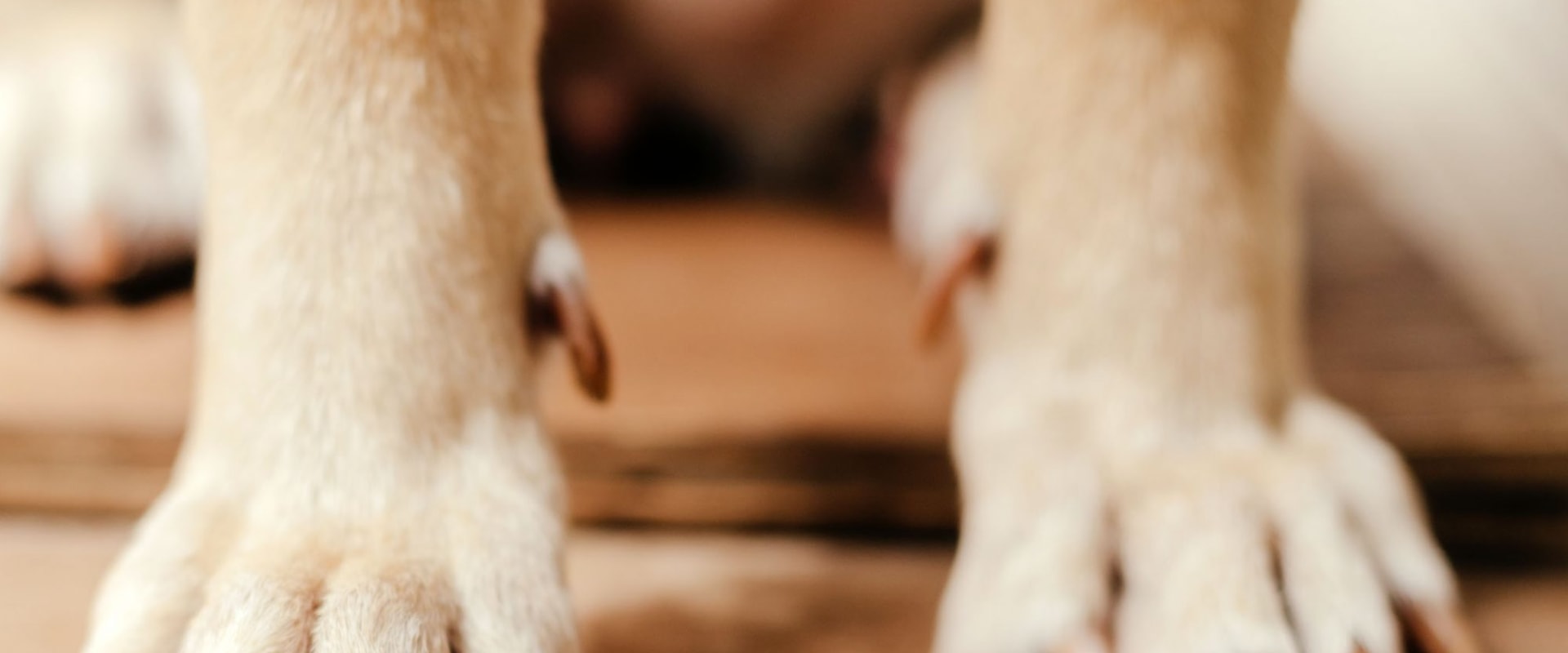 How long does it take for a dogs nail to stop bleeding?