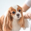 What are the benefits of using dog nail trimmers?