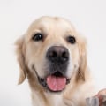 What type of material should the blades on my dog's nail trimmers be made from?