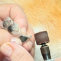 What are the benefits of a dog nail grinder?