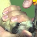 What do you do if your dog's nails are too long?