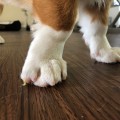 How long should dog nails be?