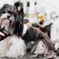 The Ultimate Guide to Dog Grooming Accessories for Pet Owners