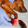 What happens if you cut dog's nails too short?