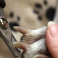 What is the best way to hold my dog while trimming their nails?