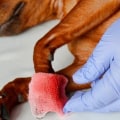 What should i do if i accidentally cut my dog's nails too short?