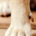 How long does it take for a dogs nail to stop bleeding?
