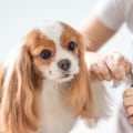 What type of nail trimmer is best for small dogs?