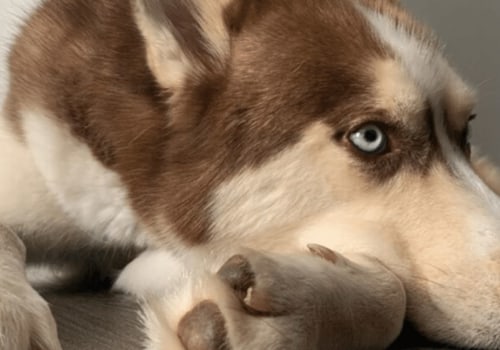 How often do indoor dogs need their nails trimmed?