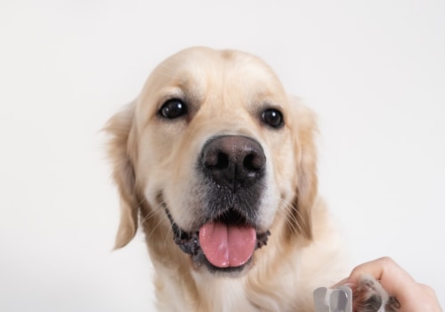 What type of material should the blades on my dog's nail trimmers be made from?