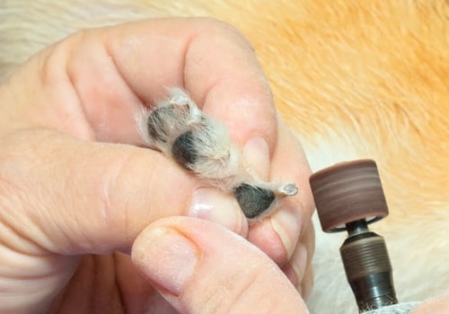 What are the benefits of a dog nail grinder?