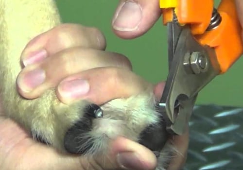 What do you do if your dog's nails are too long?