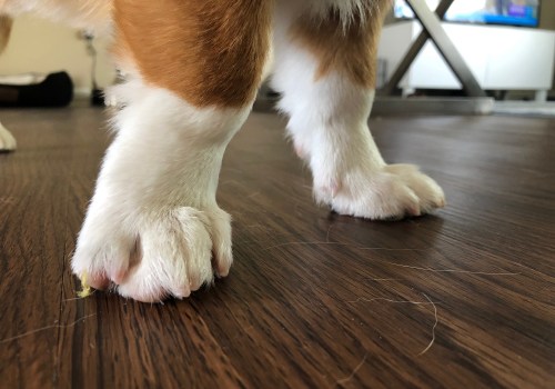 How long should dog nails be?