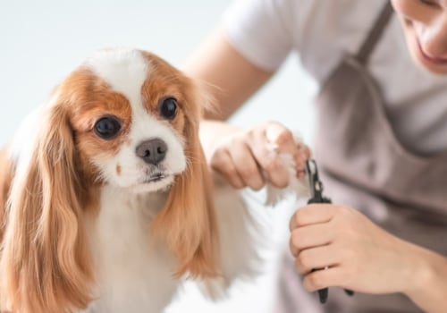 What kind of dog nail clippers do groomers use?