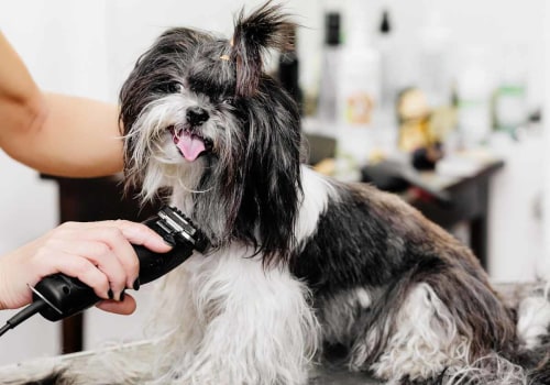 The Ultimate Guide to Dog Grooming Accessories for Pet Owners