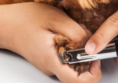 Should i use a scissor-style or guillotine-style nail trimmer for my dog?