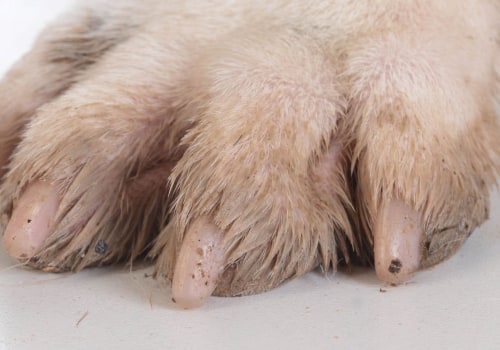 How do you know if your dog's nails are too long?