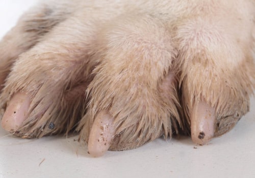 Does it hurt your dog if their nails are too long?