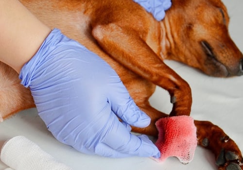 What happens if you cut dog's nails too short?