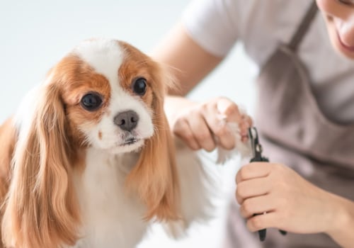 What dog nail clippers do groomers use?