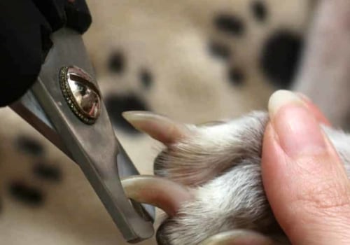 What is the best way to hold my dog while trimming their nails?