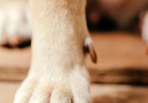 How long does it take for a dogs nail to stop bleeding?