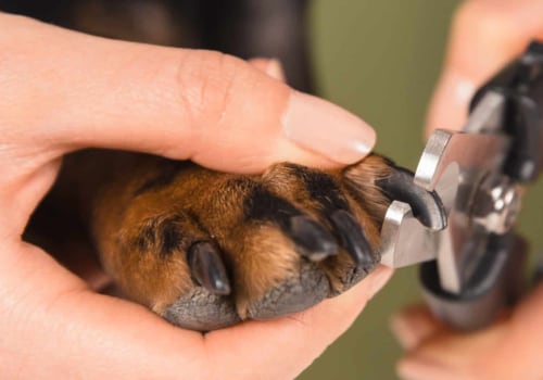 How often should dogs nails be cut?