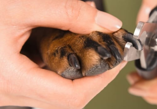 What type of dog nail trimmers should i buy?
